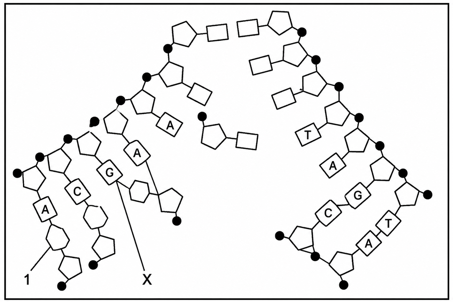 DNA Replication Diagram