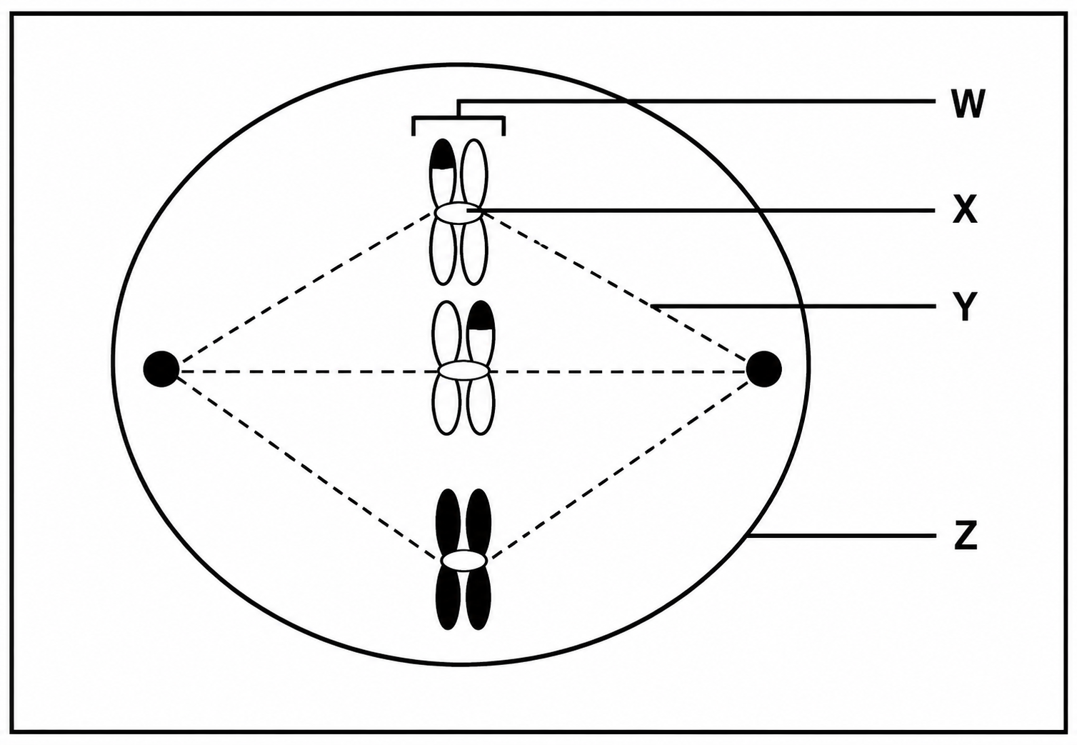 Cell in a Phase of Meiosis