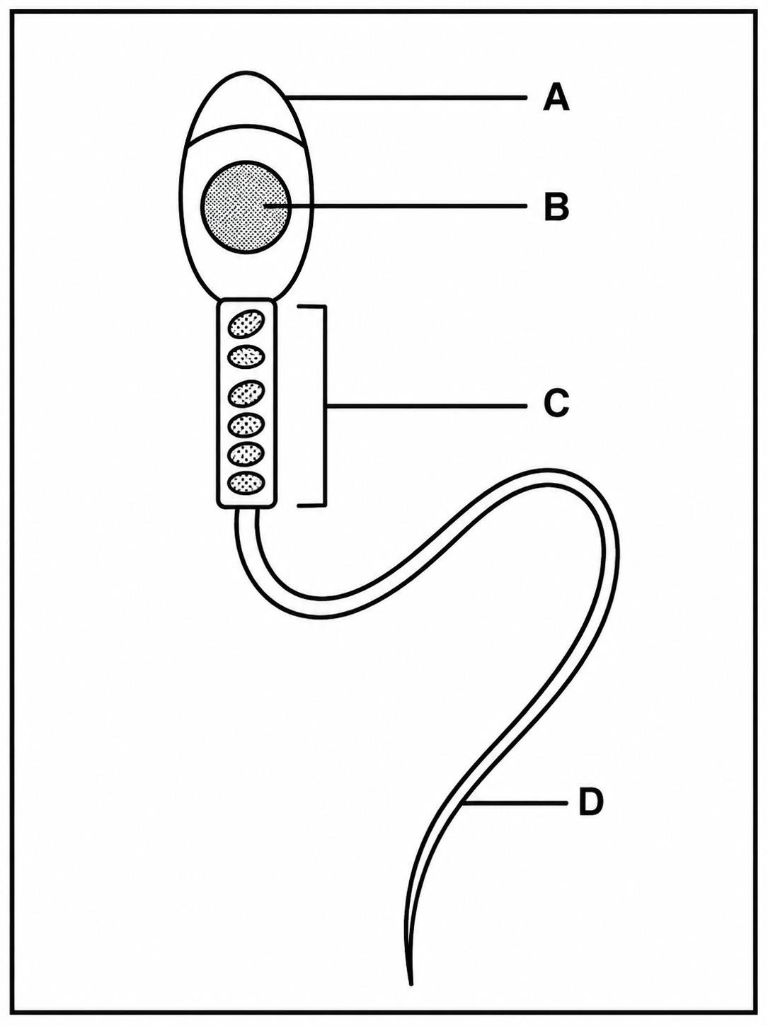 Structure of a Sperm Cell