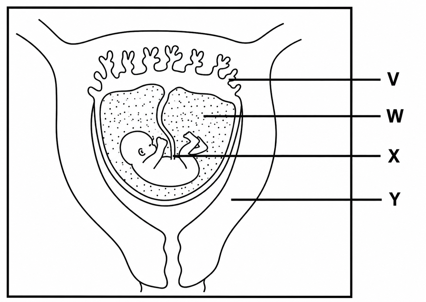 Developing Foetus Diagram